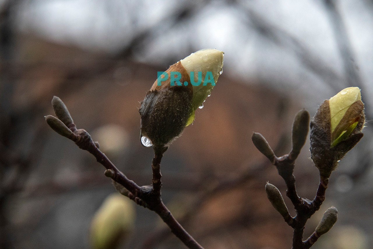Прогулянка дощовим ранком