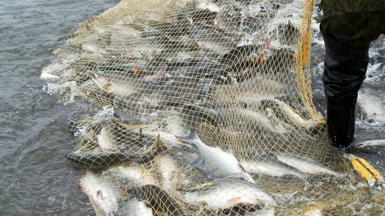 Браконьєри виловили в Азовському морі риби майже на мільйон гривень