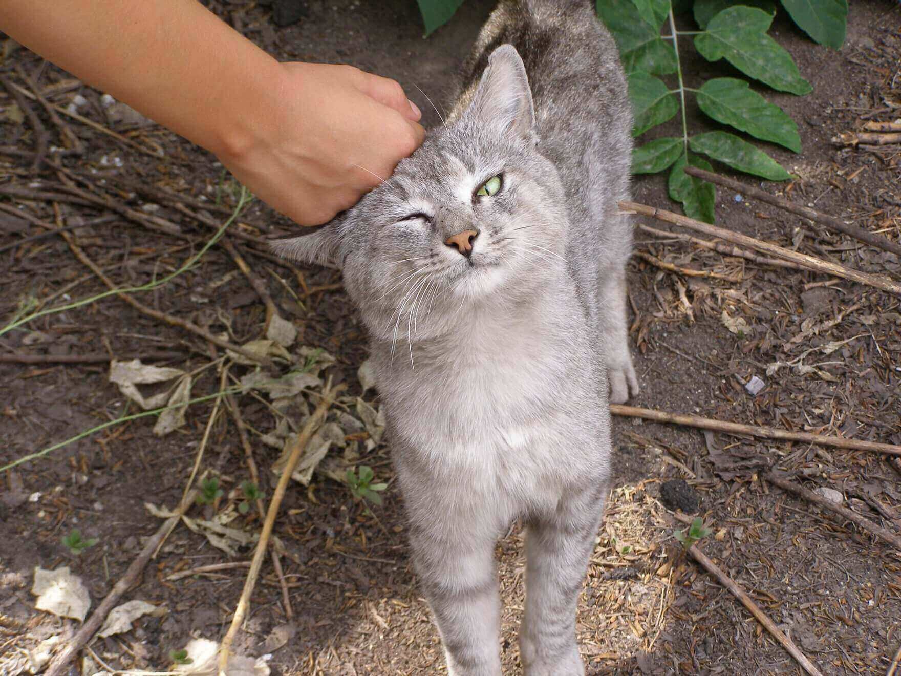 У Маріуполі нагодують бездомних котів і подарують їм килимки