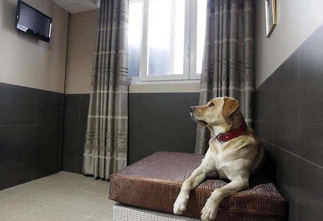 Готелі для пухнастих: де в Маріуполі залишити домашнього улюбленця, коли їдеш у відпустку?
