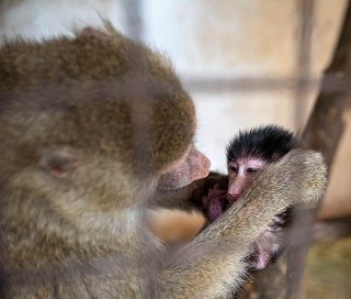 У зоопарку Маріуполя мавпи отримають нову житлову площу