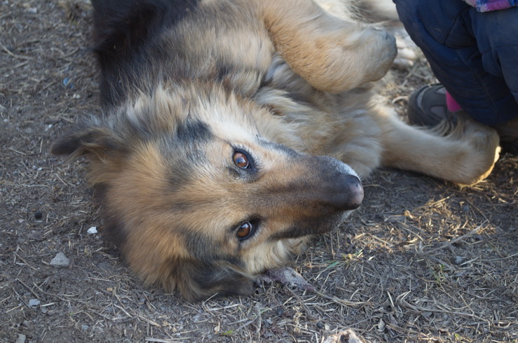 У Маріуполі пес з тисячею імен подає приклад добросусідства