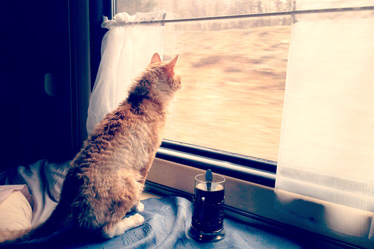«Укрзалізниця» розповіла, як перевозити котиків у поїзді
