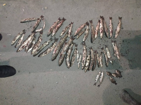 У Маріуполі браконьєр виловив 5 кг червонокнижної риби