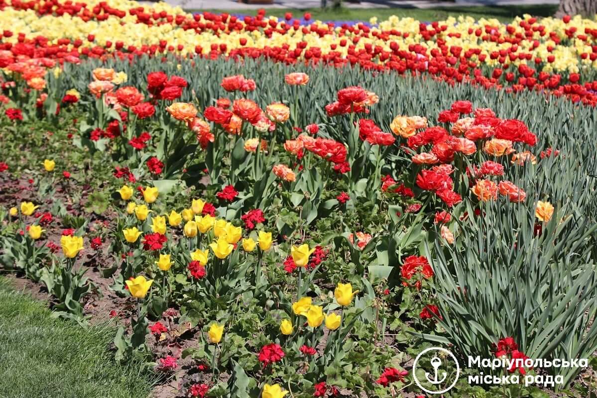 Маріупольці в парках ламали ялинки та рвали квіти: сума збитку досягає 14 тис. грн