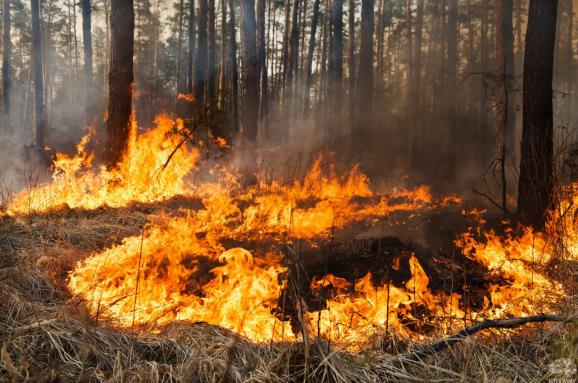 На Донеччині знов оголосили надзвичайний рівень пожежної небезпеки