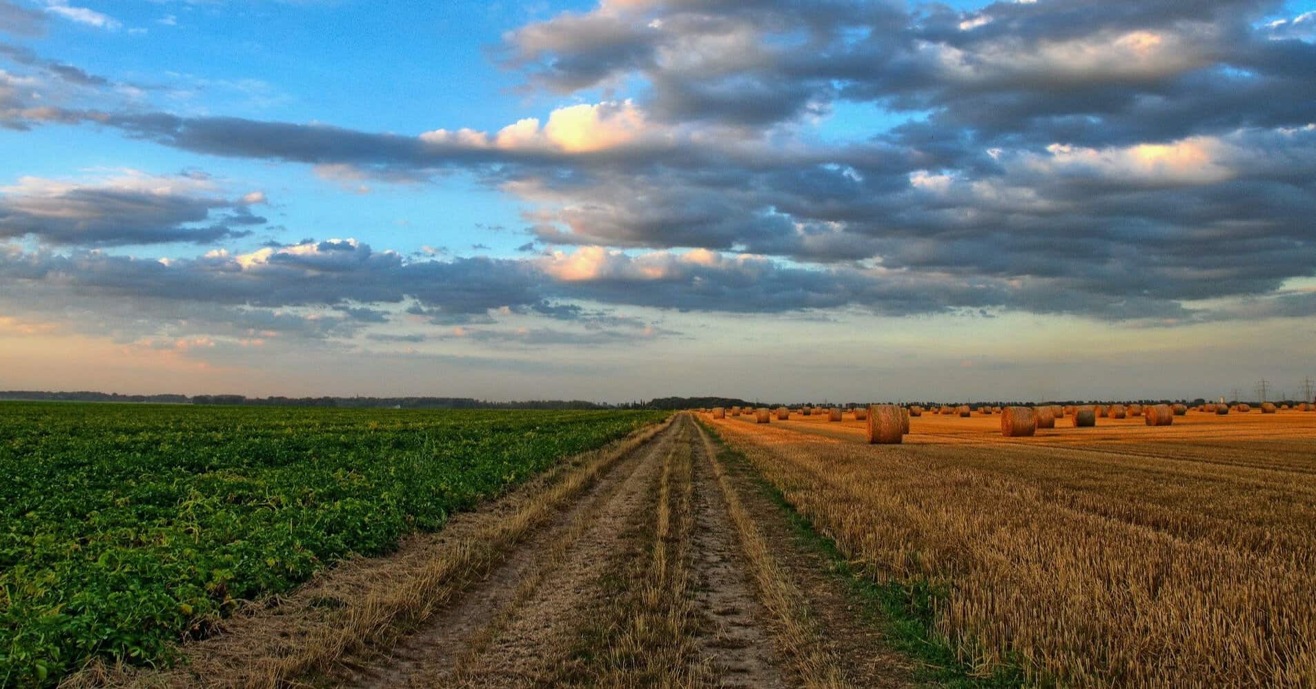 У Донецькій області менш ніж за місяць продали 35 га землі