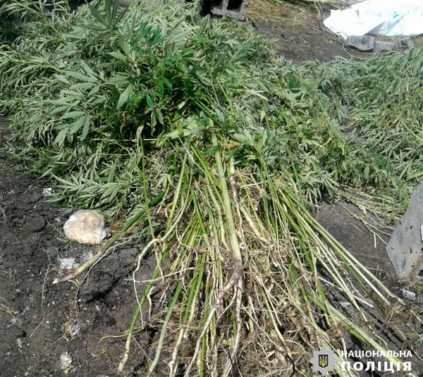 Наркотики замість овочів і фруктів вирощувала маріупольчанка на городі (ФОТО)