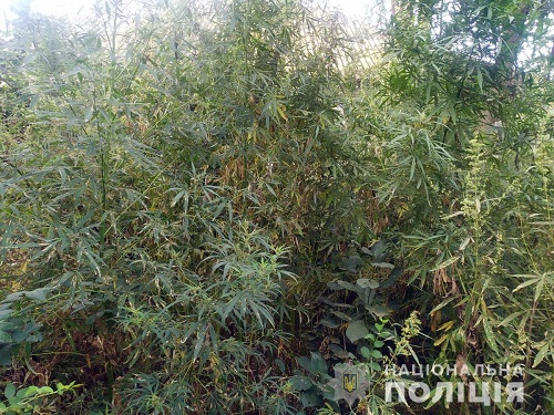 У Маріупольському районі чоловік перетворив город в наркоплантацію (ФОТО)