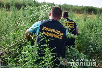 Понад мільйон кущів: поле під Маріуполем засіяли марихуаною (ФОТО і ВІДЕО)