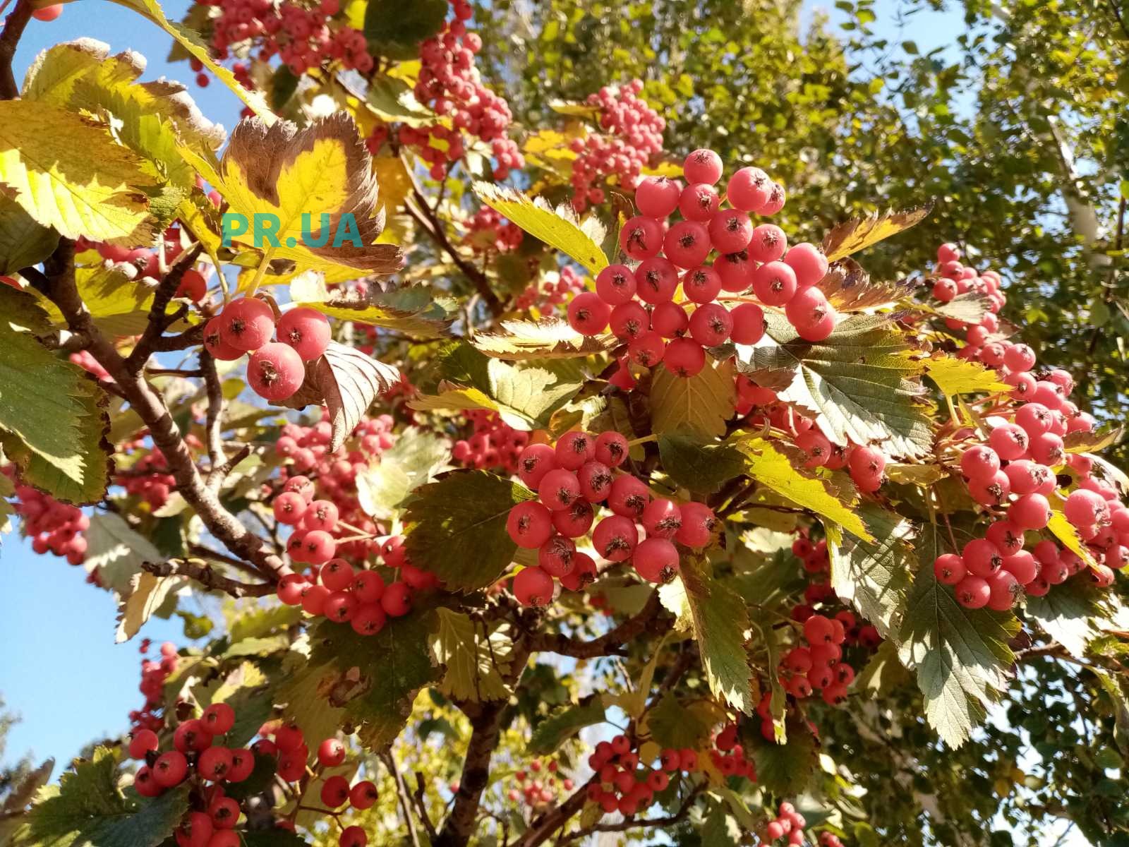 Маріупольців дивує небачений врожай горобини і шишок (ФОТО)