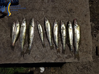 У Маріуполі чоловік завдав збитків рибному господарству більш ніж на 35 тис. грн