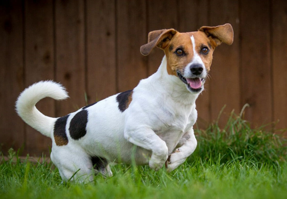 Від штрафів - до 8 років за ґратами: в Україні набув чинності закон про захист тварин