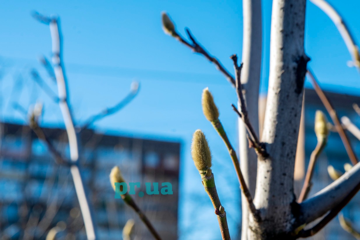 У центрі Маріуполя за тиждень до зими на деревах розпускаються бруньки (ФОТОФАКТ)