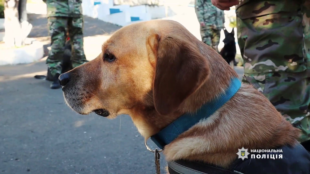 На Донеччині кінологи та їхні службові собаки допомогли розкрити 439 злочинів (ВІДЕО)