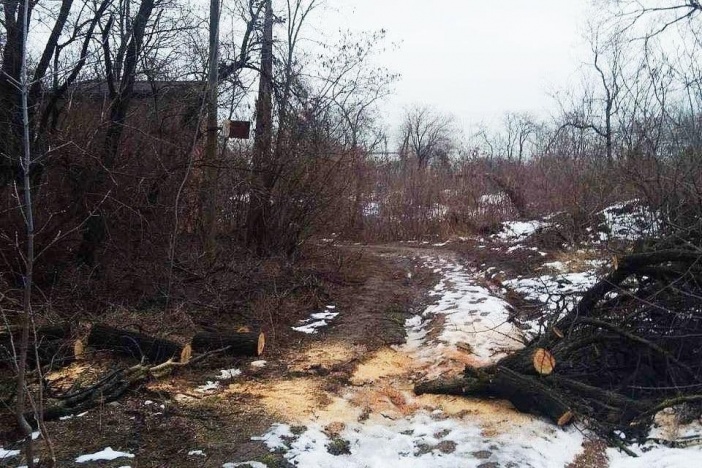 В одному з парків Маріуполя аварійне дерево впало на шляху до моря