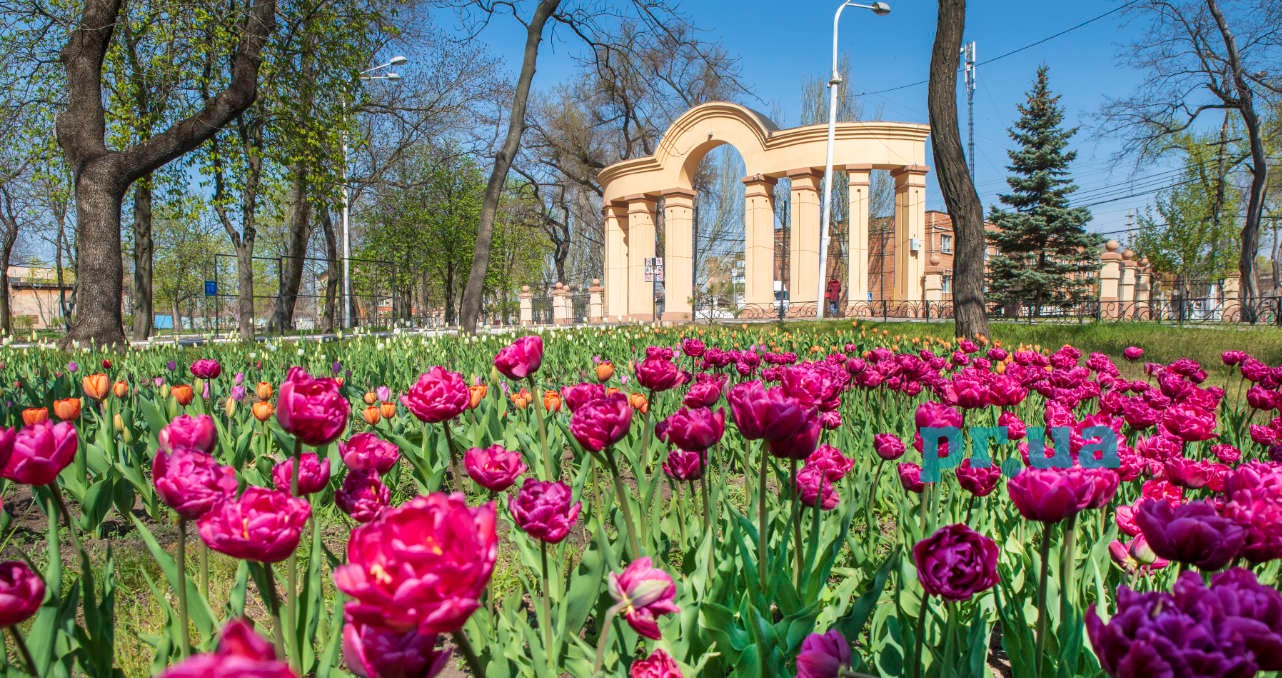 У Маріуполі висадять 200 тисяч квітів