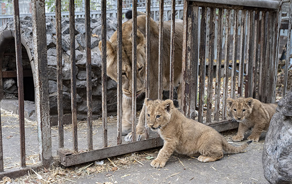 У Маріупольському зоопарку народилися левиці і гамадрил